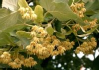 LIPA DROBNOLISTNA Tilia - sadzonki w doniczkach