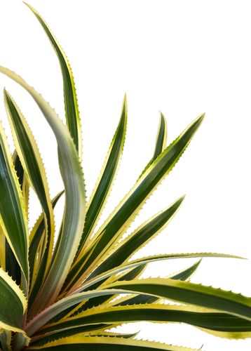 ANANAS Variegatus 50 cm na Arena.pl