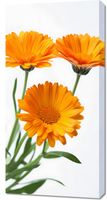 Obraz 50x100cm Słoneczne Kalendule