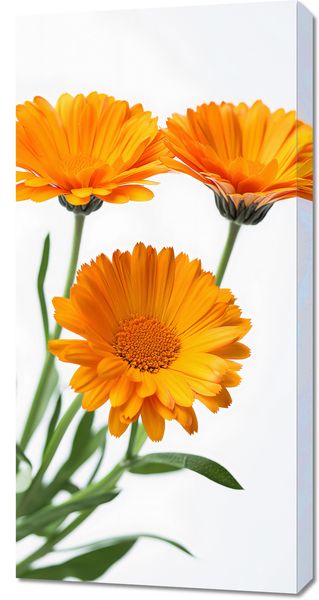 Obraz 50x100cm Słoneczne Kalendule zdjęcie 1