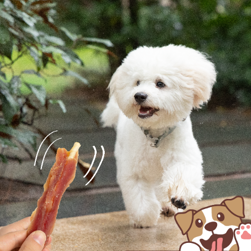 Piers z kaczki filet na patyku przysmak przekąska dla psa naturalne 500g na Arena.pl