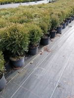 product-compare-54505433