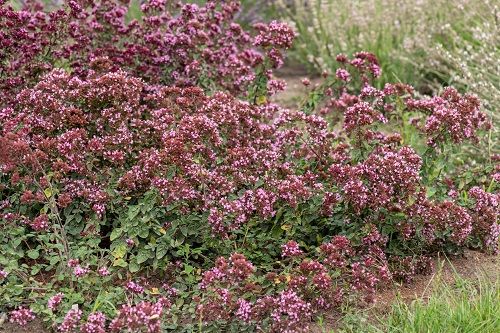 Oregano Rosenkuppel - Origanum laevigatum na Arena.pl