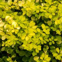 Berberys Thunberga 'Golden Horizon' Złoty Żółty (Berberis thunbergii) 2.0L