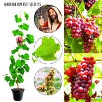 Winogron Somerset Seedless bezpestkowe KRZEW 60-90 cm
