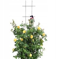 KRATA OGRODOWA DO ROŚLIN PNĄCYCH PERGOLA 30x150