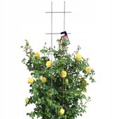 KRATA OGRODOWA DO ROŚLIN PNĄCYCH PERGOLA 30x150