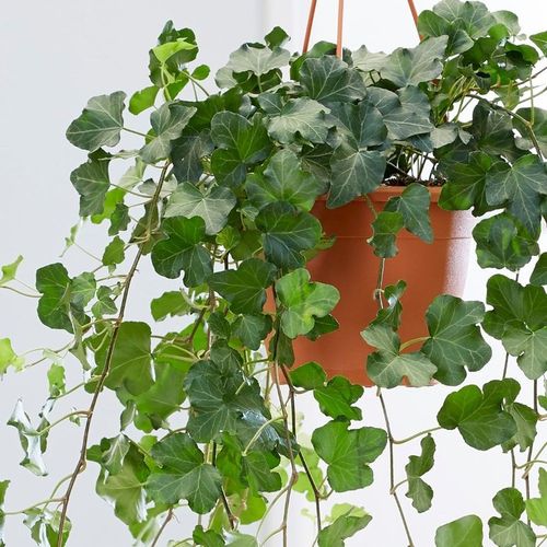 Hedera Wonder BLUSZCZ Piękne ZIELONE PNĄCZE roz. M - ŁATWA UPRAWA na Arena.pl