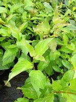 Dereń rozłogowy Coral Red okrywowy do ogrodu