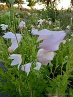 Platykodon różowy sadzonka skalniak rabata