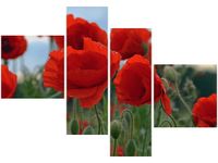 product-compare-58675983