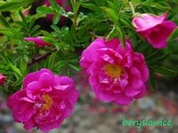 Róża 'Dart's Defender ' (Rosa) w  doniczkach P11, 40-60 cm