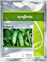 Ogórek OCTOPUS 500 nasion prod. 02-25 OGÓREK ODPORNY NA CHOROBY DO KISZENIA