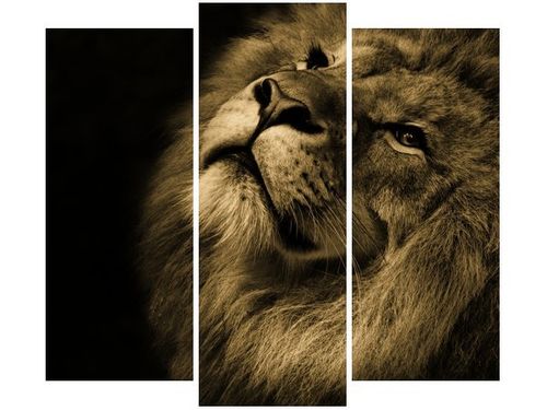 90 80CM OBRAZ T3 ELEM ZŁOTY LEW DRUK ŚCIENNY na Arena.pl