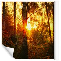 Fototapeta Las Zachód Słońca NATURA do Salonu 400x280