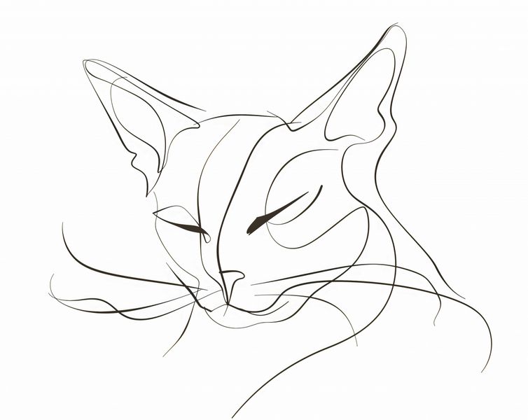 Plakat 76x60,5cm Linijny Kot zdjęcie 1