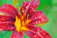 FOTOTAPETA KWIATY CZERWONY KWIATEK KROPLE DESZCZU