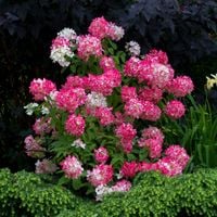 Hortensja bukietowa 'Diamant Rouge' (Hydrangea paniculata) Doniczka 1.0L