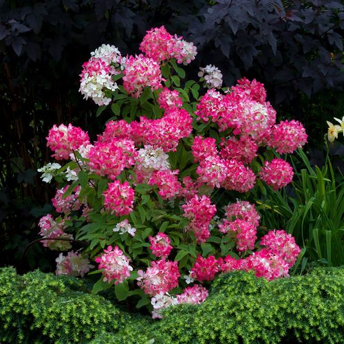 Hortensja bukietowa 'Diamant Rouge' (Hydrangea paniculata) Doniczka 1.0L na Arena.pl