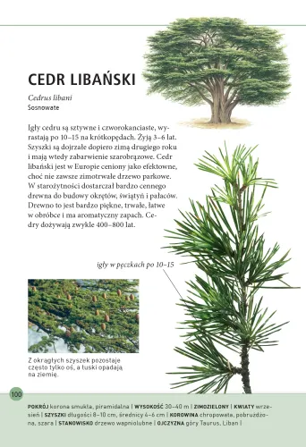 Drzewa - jak je rozpoznawać po liściach na Arena.pl