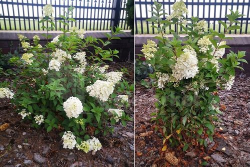 Podpora Obejma 20 szt Ring do Hortensji Roślin Kwiatów traw Obejmy Podpory na Arena.pl
