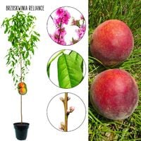 Brzoskwinia Reliance bardzo mrozoodporna 180-220 cm