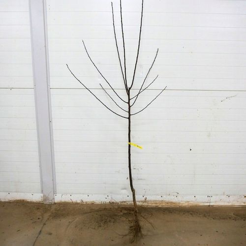 SADZONKI ŚLIWY RENKLODA ALTHANA SMACZNA SOCZYSTA PLENNA NR1 DRZEWKA na Arena.pl