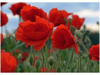 50X70CM MAKI DUNCAN OBRAZ POKOJU DREWNINE