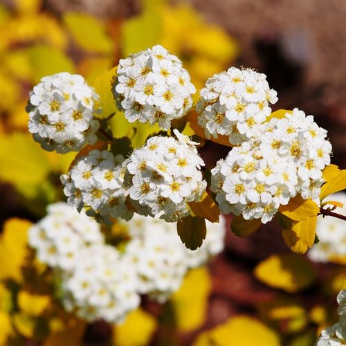 Tawuła van Houtte'a GOLD FOUNTAIN Białe kwiaty Sadzonki w doniczkach C2 na Arena.pl