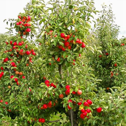 SADZONKI DRZEWKA OWOCOWE JABŁOŃ SZAMPION SŁODKA NAJLEPSZA I SOCZYSTA na Arena.pl