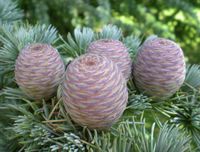 CEDR ATLASKI CEDRUS - sadzonki w doniczkach