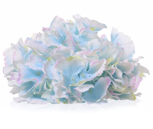 Hortensja wyrobowa na Arena.pl