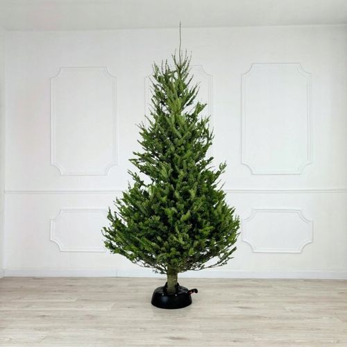 Stojak choinkowy KAMAI START 3.0D Antracyt na Arena.pl