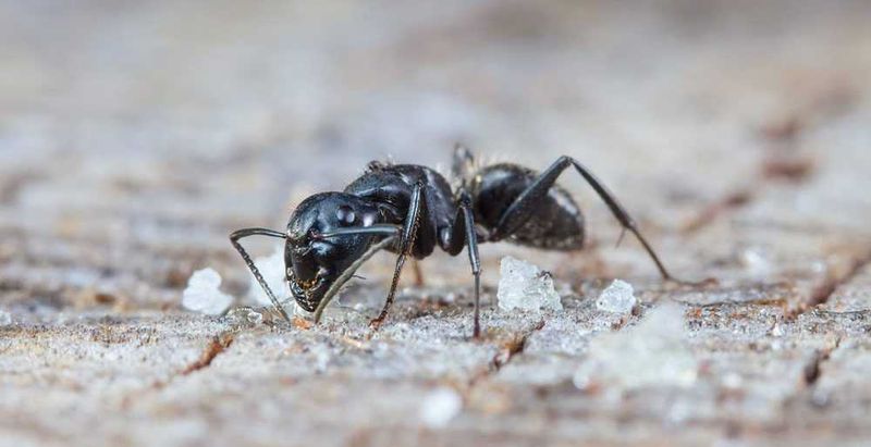 sum17 sumin proszek na mrówki 1kg zdjęcie 5