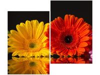 80X70CM GERBERY DUO OBRAZ