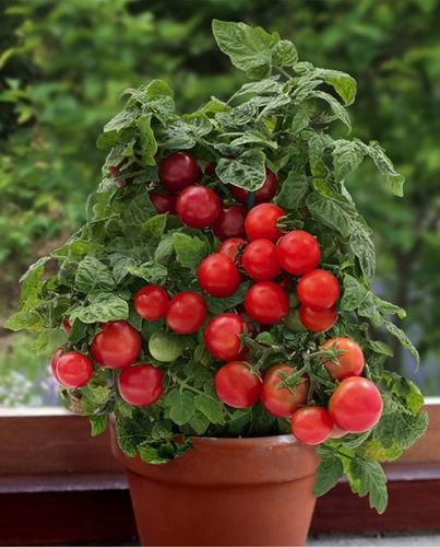 ZESTAW DO UPRAWY POMIDOR VILMA POMIDORY KOKTAJLOWE NASIONA 10x WIELOLETNIA na Arena.pl