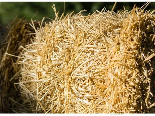 Słoma legowisko ściółka budy psa królik 10kg xxl na Arena.pl