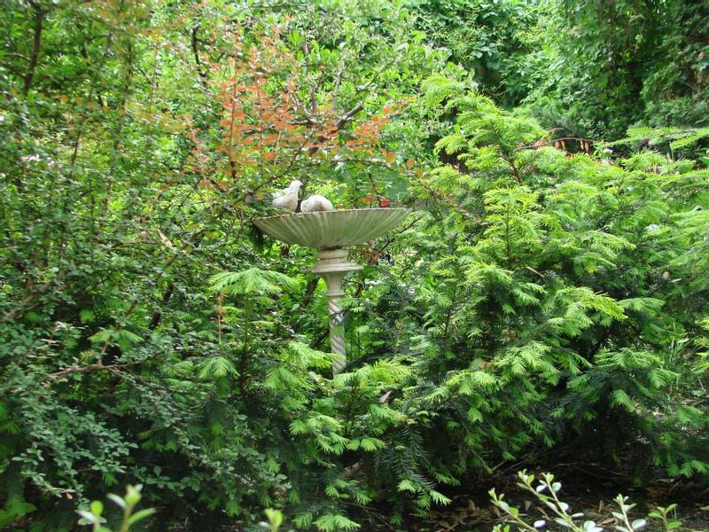 PIĘKNE POIDEŁKO-KARMNIK OGRODOWY zdjęcie 2