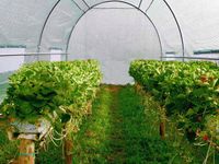 TUNEL FOLIOWY OGRODOWY DUŻY 4x2x2 SZKLARNIA OGRODOWA NA WARZYWNIAK 8m2 UV-4