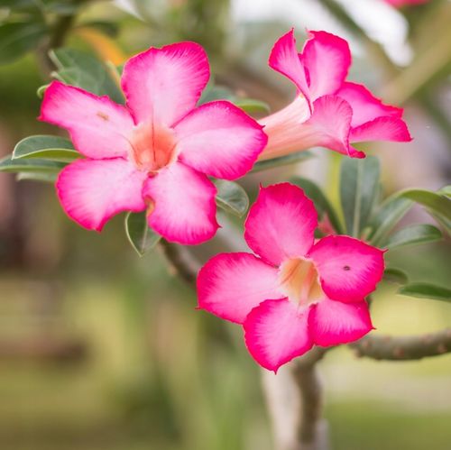 Róża pustyni ADENIUM OBESUM uroczy baobab Adenium opasłe MALUCH na Arena.pl