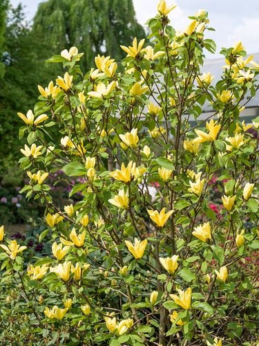 Magnolia Żółta Daphne w Doniczce 3L do Ogrodu na Arena.pl