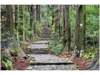 OBRAZ JAPOŃSKA ŚCIEŻKA PRZEZ LAS