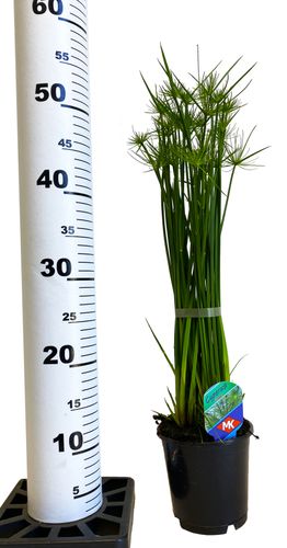 CIBORA (Cyperus haspan) Papirus 50cm na Arena.pl