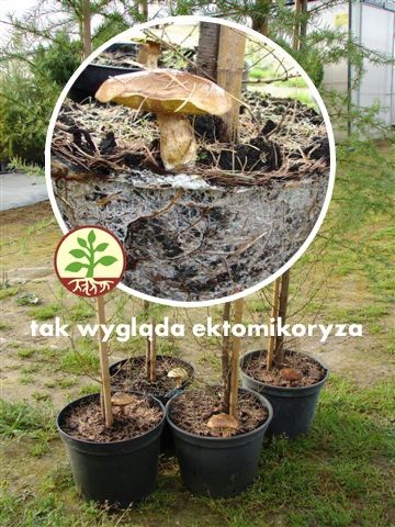 Mikoryza dla DRZEW IGLASTYCH grzybnia zdjęcie 9