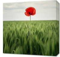 Obraz 50x50cm Samotny Mak na Polu