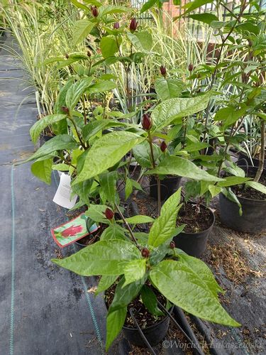 Kielichowiec wonny sadzonka aromat rabaty krzew na Arena.pl