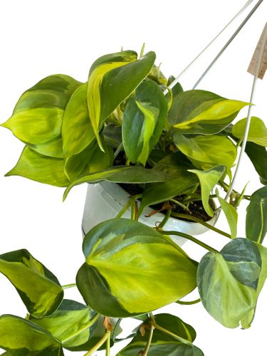 FILODENDRON SCANDENS BRASIL 40 cm na Arena.pl