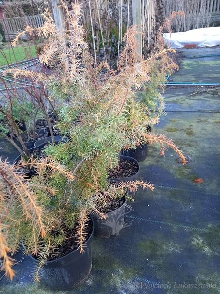 Jałowiec pospolity Kalebab na skalniak zdjęcie 2