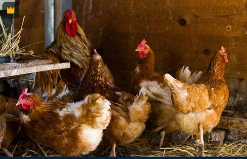 KURKA NATURKA SYPKA PASZA DLA KUR NIOSKA NUTRENA 25kg na Arena.pl