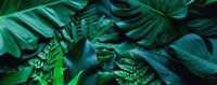 FOTOTAPETA Dżungla Liście Monstera 3D 260x180